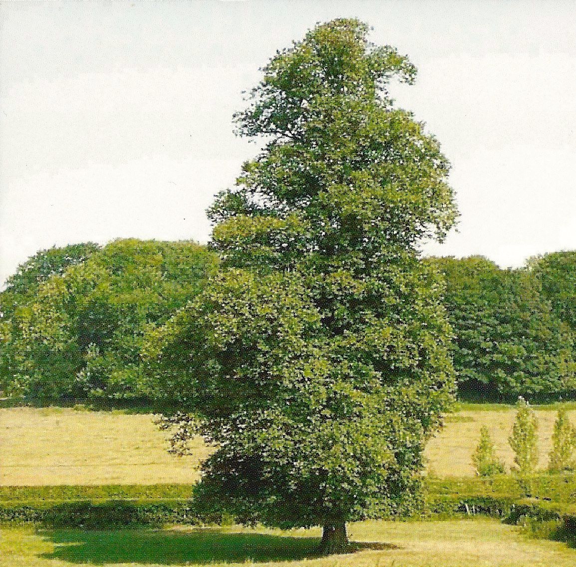 L'arbre situant l'emplacement de l'ancien presbytère à Steventon
